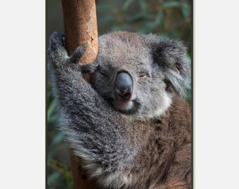 Treebound Dreams - Schlafender Koala | Gerahmter Fotografie Druck | Australische Wildtierkunst