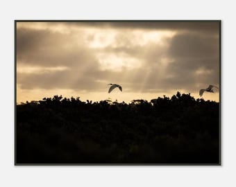 Goldener Flug — Sonnenuntergang Ibisse | Gerahmter Fotografie Druck | Australischer Vogel Wandkunst