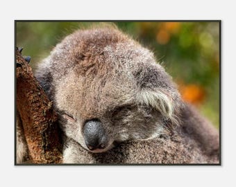 Quiet Slumber - Schlafender Koala | Gerahmter Fotografie Druck | Australische Wildtierkunst