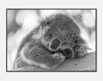 Stille Umarmung — Koala | Gerahmter Fotografie Druck | Minimalistische Kunst aus Australien
