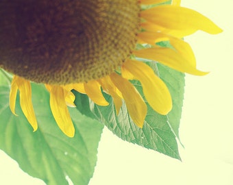 Sunflower fine art photography digital download.