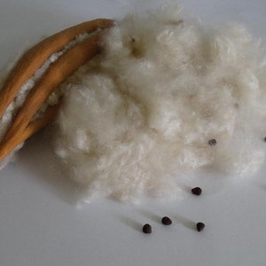 May include: A pile of white kapok fiber with brown seed pods scattered around. The kapok fiber is soft and fluffy, and the seed pods are small and brown.