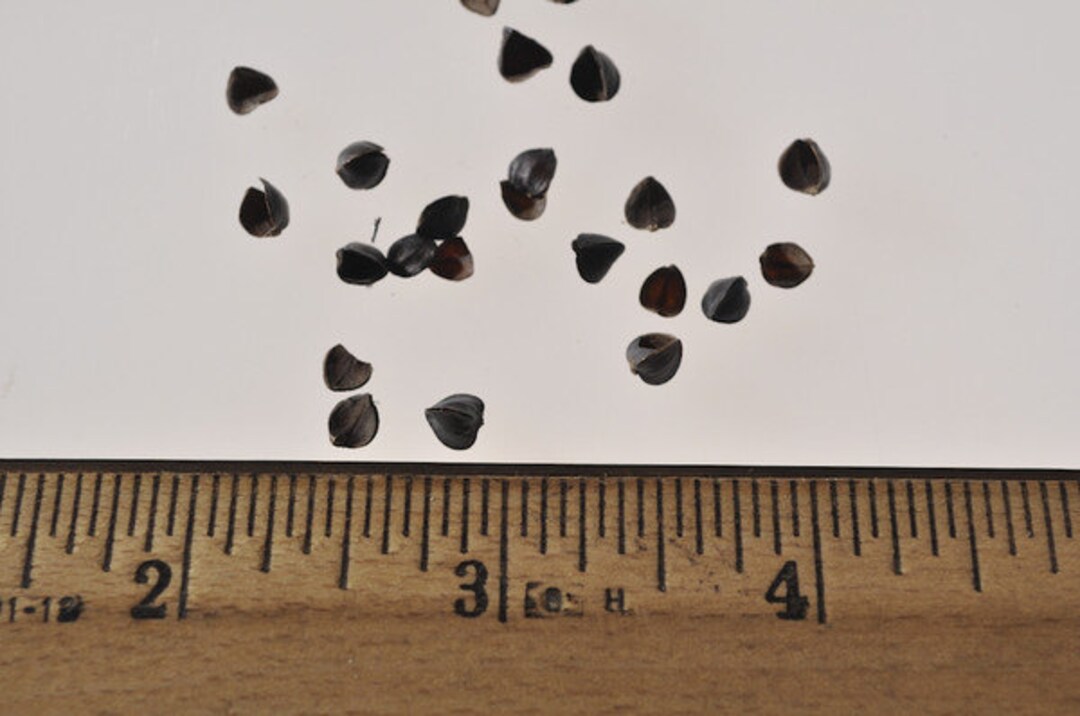 Buckwheat Hulls, Organic, Ecofriendly Fiber, Stuffing, Fill, 1 Lbs, Great for Bean Bags