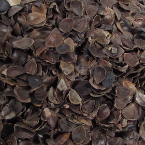 May include: A close-up image of a pile of dried brown buckwheat hulls. The hulls are a natural, organic material that can be used for a variety of purposes, such as filling pillows, cushions, and other items.
