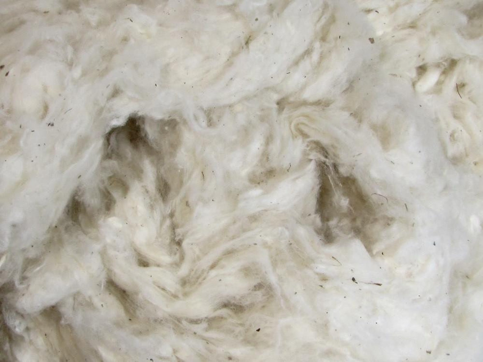 Organic Cotton Raw Fiber 100 Organic Grown in USA Etsy