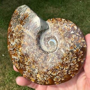 May include: A fossilized ammonite with a brown and white iridescent shell. The shell has a spiral pattern with a central opening. The ammonite is a natural specimen.