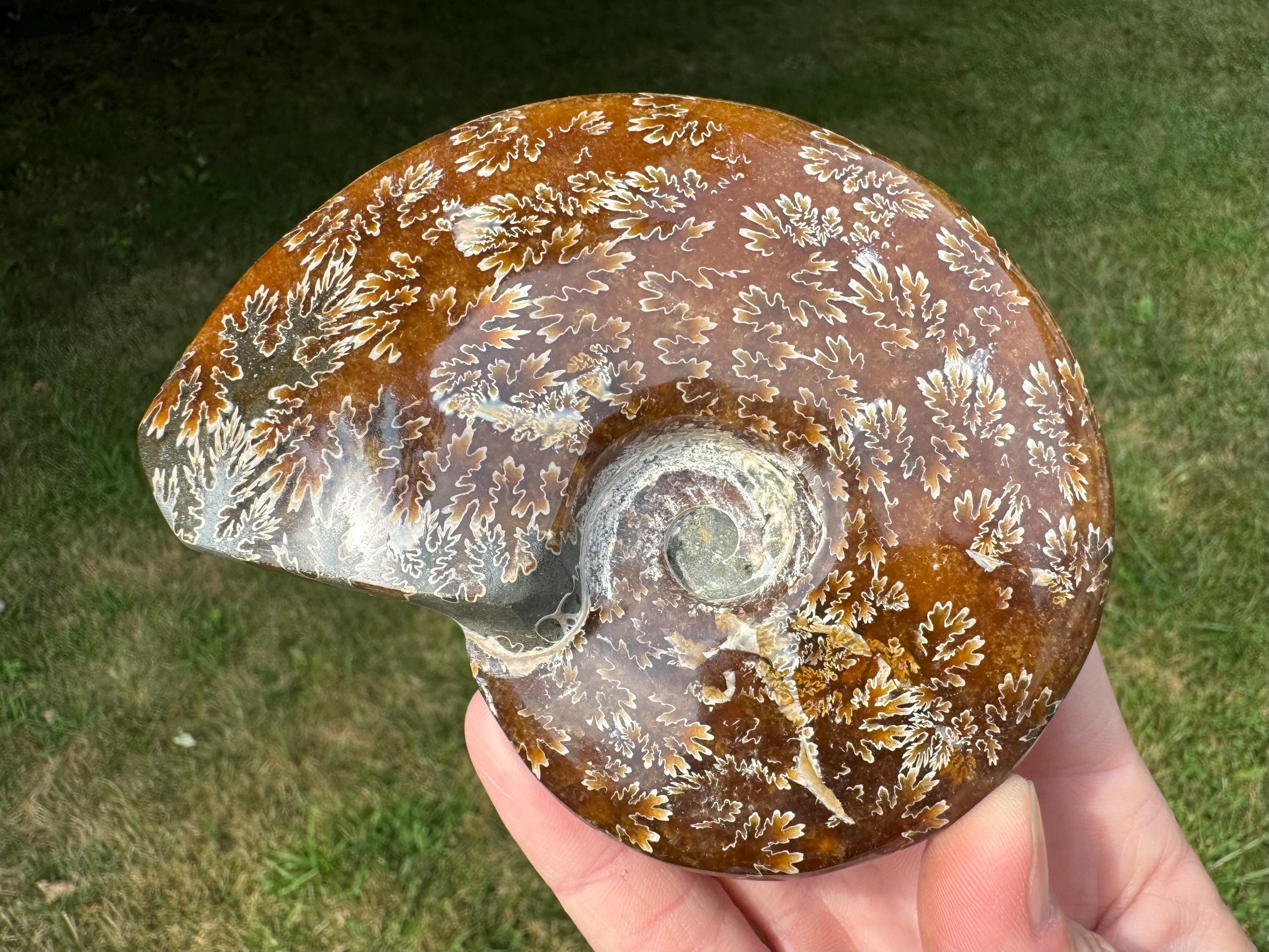 4.5インチ研磨アンモナイト化石：大型、虹色、縫合パターン #4 - Etsy 日本