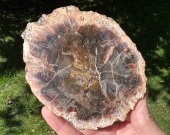 4.6" Petrified Wood Slice, Full Polished Petrified Wood Slab with Bark, Small Fossilized Wood from Madagascar, Gift for Her, Him, Science