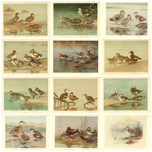 Ducks Plates, 24 Digital Images from Vintage 1923 Book, Natural History Illustrations for Art & Decor, Unique Gift for Wildlife Lovers