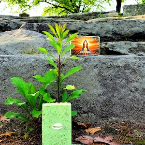 May include: A light green rectangular bar of soap with a white seashell design is placed in front of a small plant. The soap is surrounded by greenery and sits on a stone surface. A card with the words "OPEN ROADS" is behind the soap.