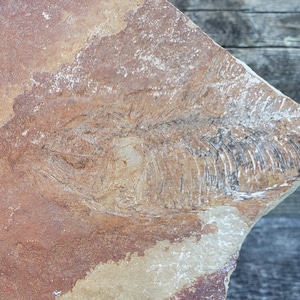 Fish Fossil Plate: 104 Gram Flat Slab Limestone Fossilized Imprint Fish Skeletons Partial Rear Tail Portion Prehistoric Old Sand Stone 2