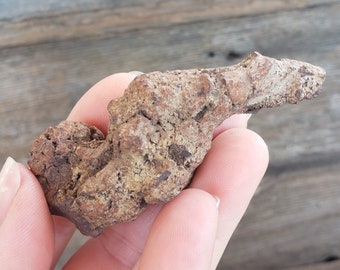 恐竜の糞 化石 恐竜の糞化石