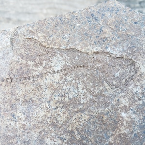 Fish Fossil Plate: 71 Gram Flat Slab Limestone Fossilized Imprint Fish Skeletons Partial Rear Tail Portion Prehistoric Old 3