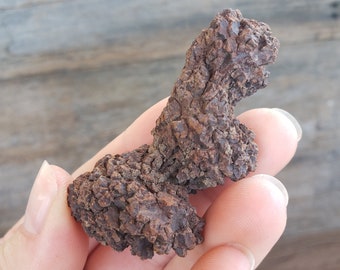 Peut inclure: Gros plan sur un coprolithe de dinosaure fossilisé brun, également appelé fèces fossilisées, tenu dans la main d'une personne.