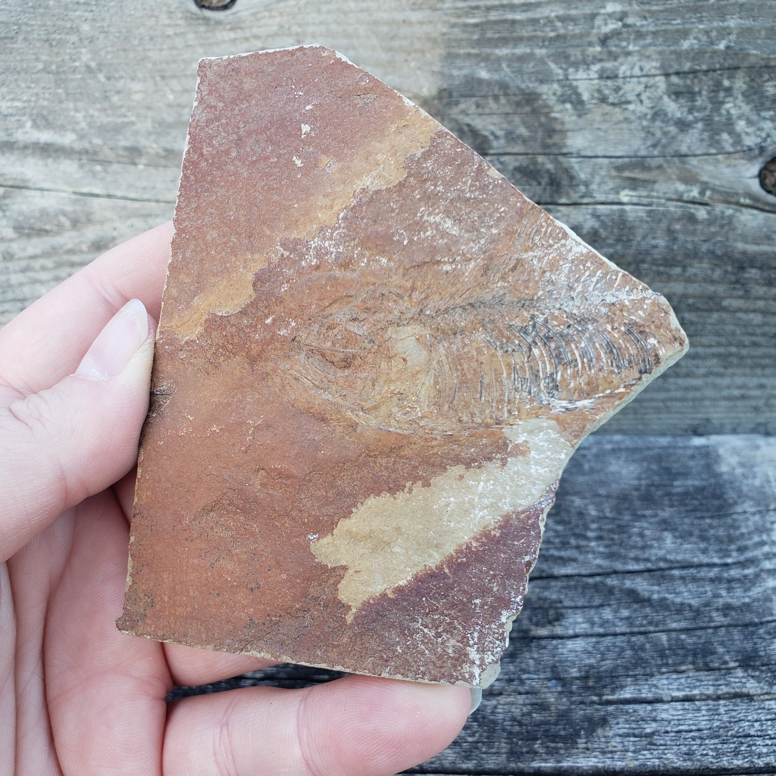 Fish Fossil Plate 104 Gram Flat Slab Limestone Fossilized Imprint Skeletons Partial Rear Tail Portion Prehistoric Old Sand Stone 2