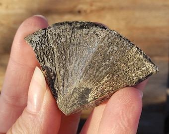 パイライトサン：希少な限定在庫 32グラム 部分的ラウンドフラット