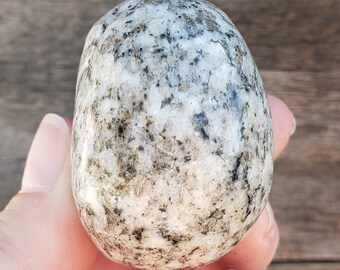 ダルメシアンジャスパースカル：白と黒の斑点のある最高品質の小さな