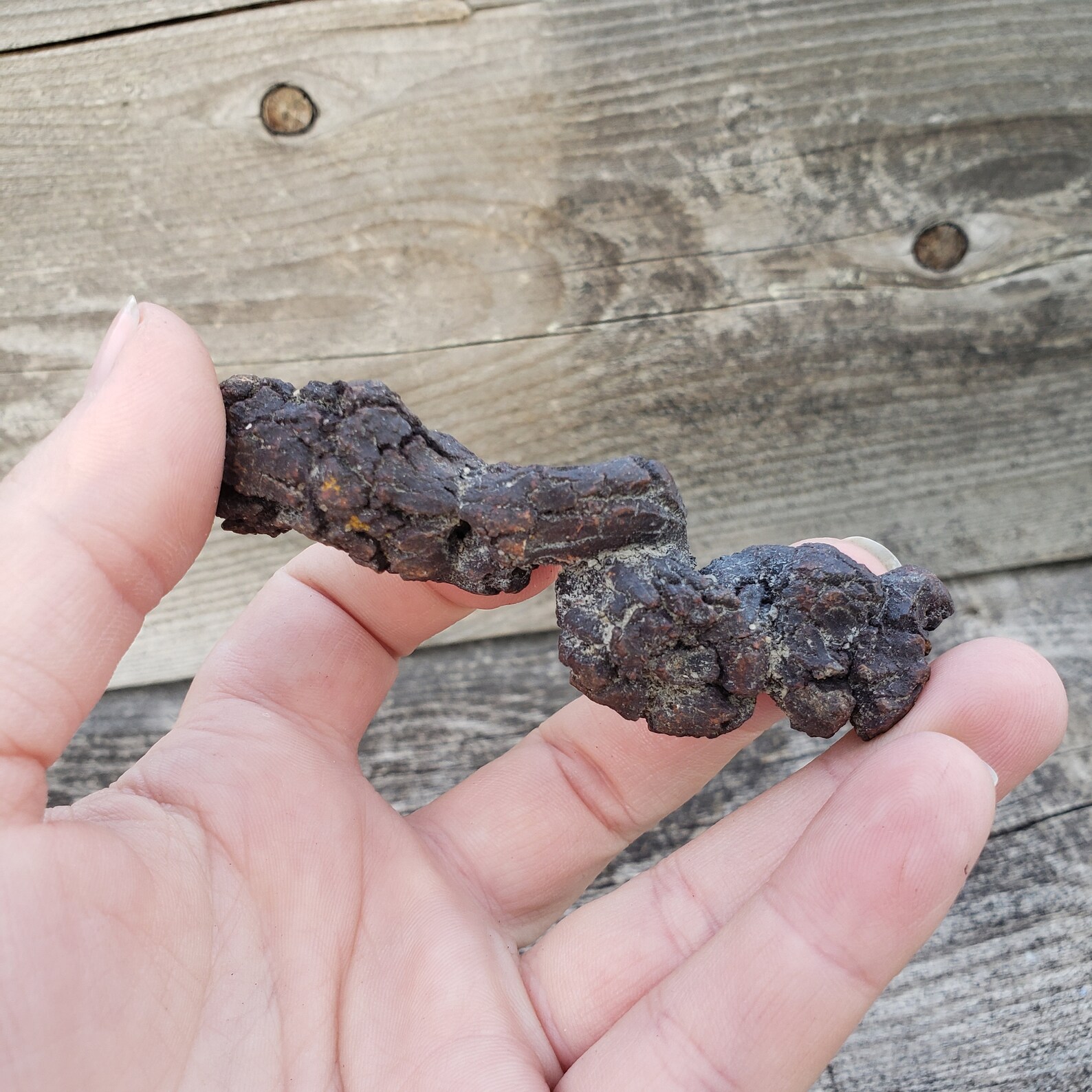 dino poop fossil
