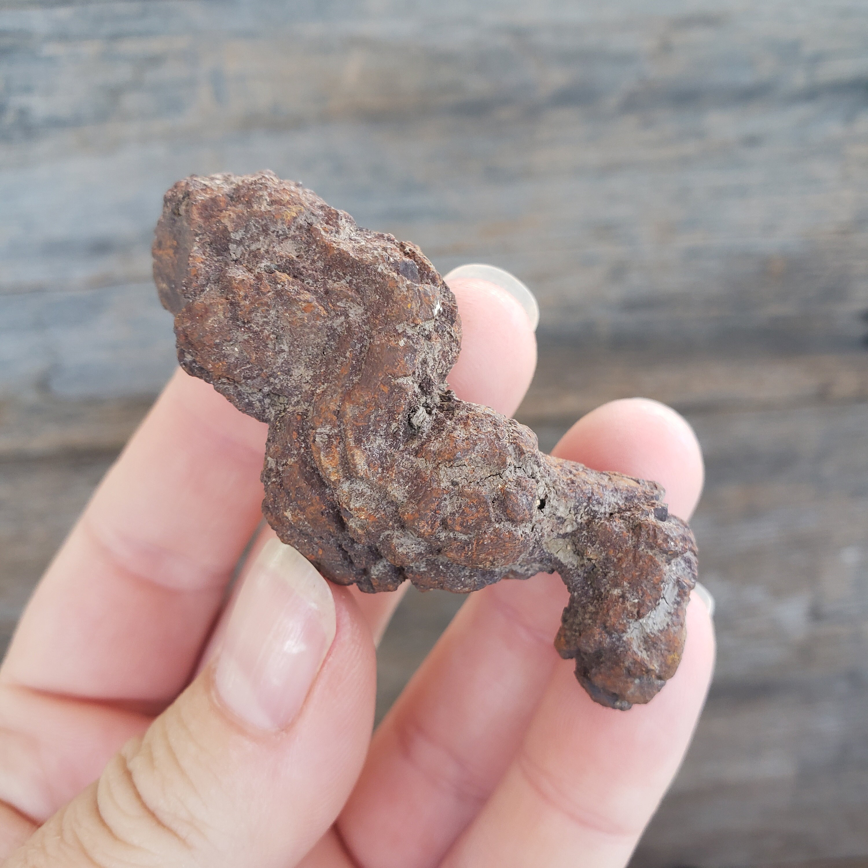 恐竜の糞の化石：50グラムの糞石化石古代恐竜の糞の化石モロッコ