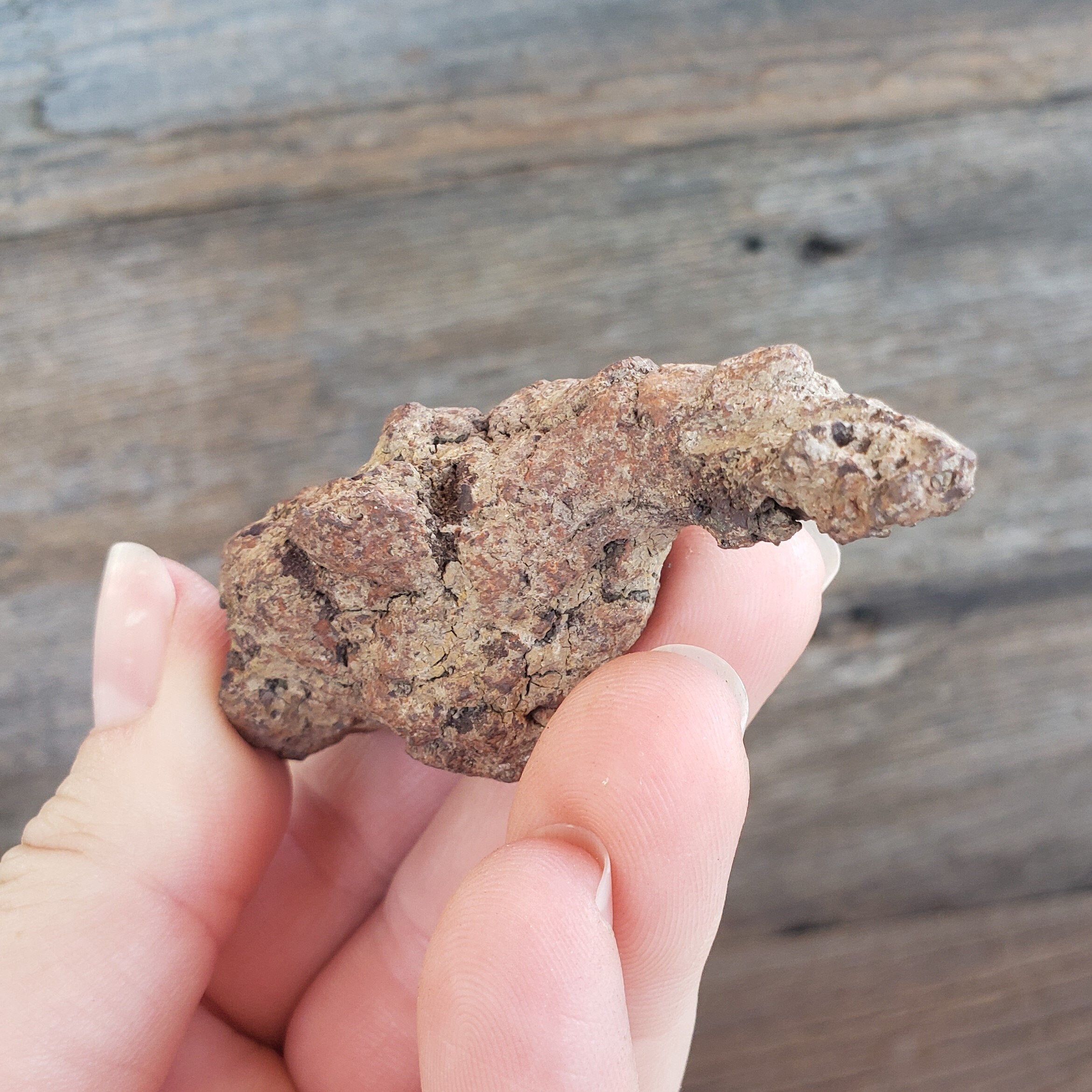 恐竜の糞の化石：59グラムの糞石化石古代恐竜の糞の化石モロッコ