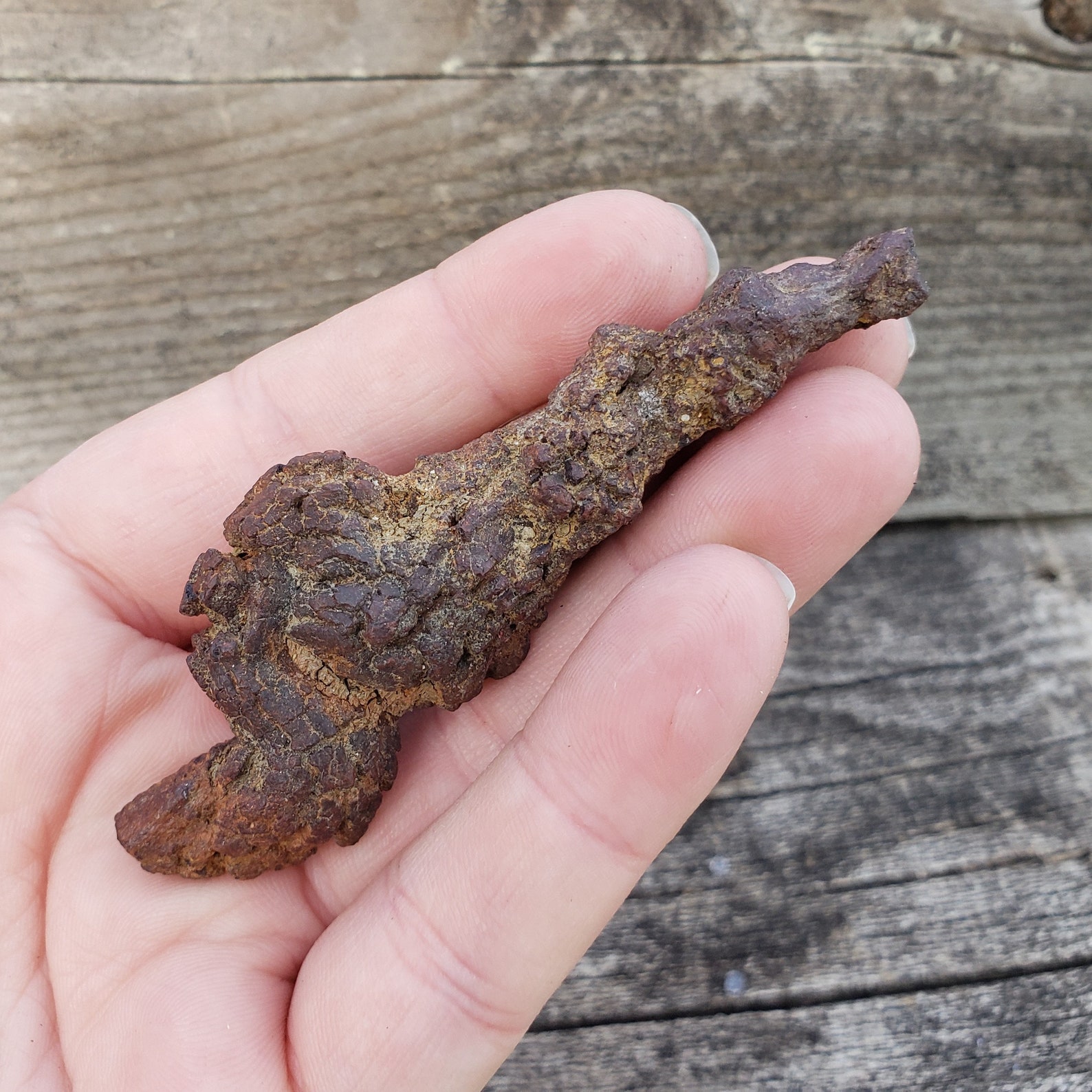 dino poop fossil