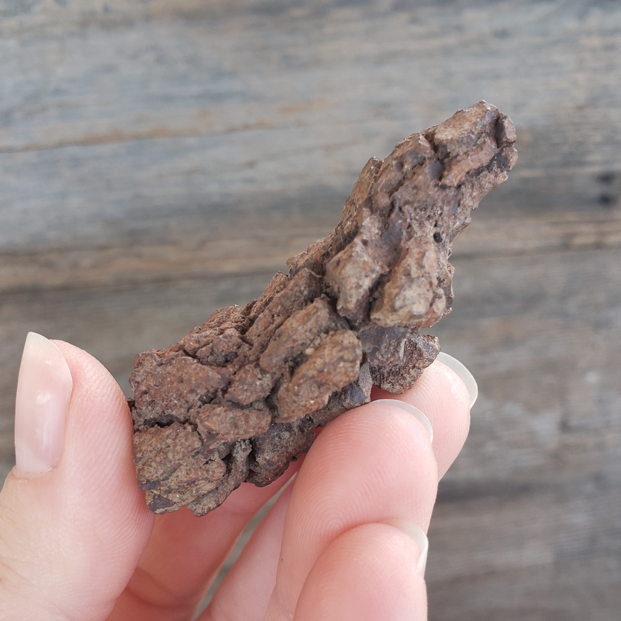 恐竜の糞の化石：50グラムの糞石化石古代恐竜の糞の化石モロッコ
