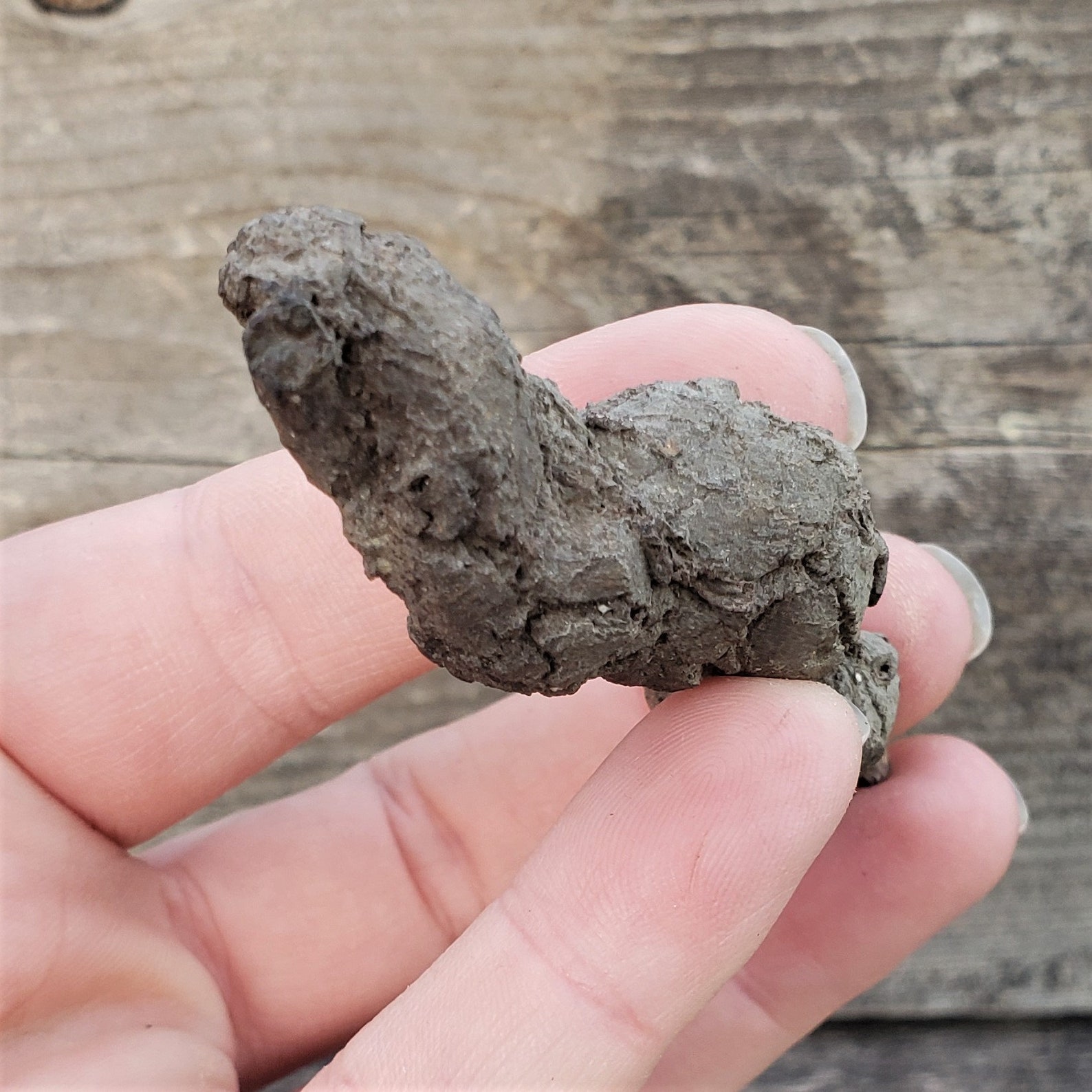dino poop fossil