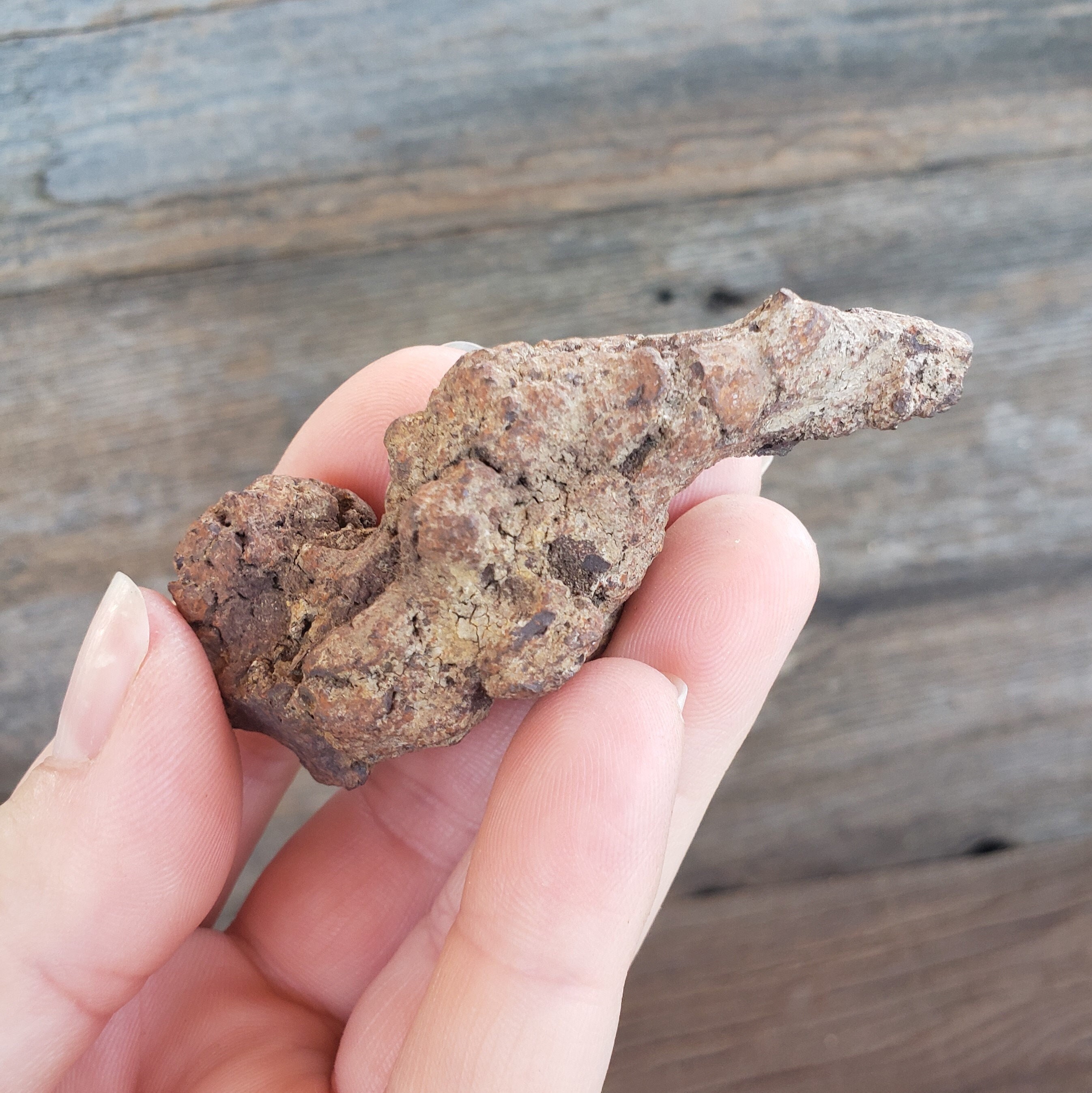 恐竜の糞の化石：59グラムの糞石化石古代恐竜の糞の化石モロッコ