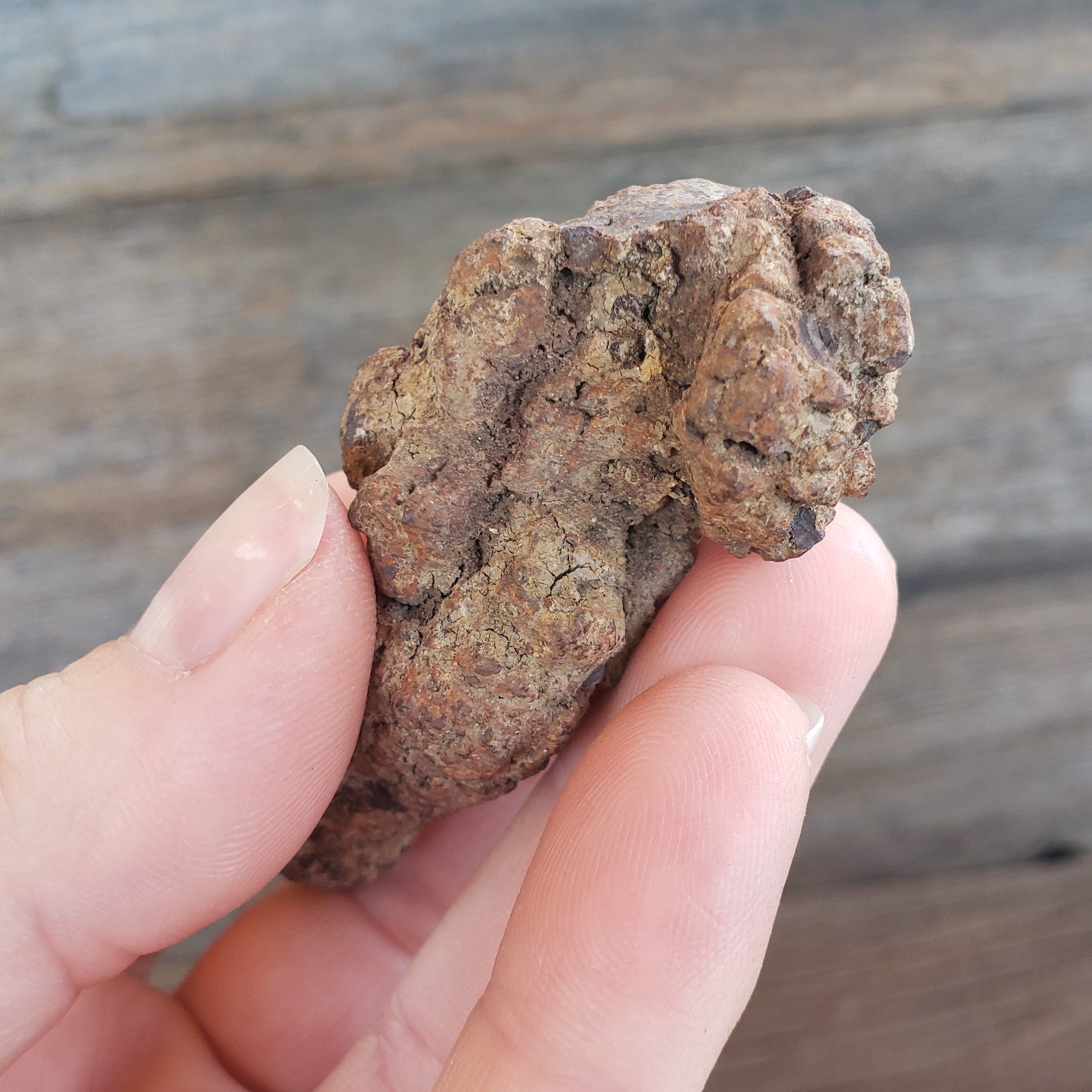 恐竜の糞の化石：59グラムの糞石化石古代恐竜の糞の化石モロッコ