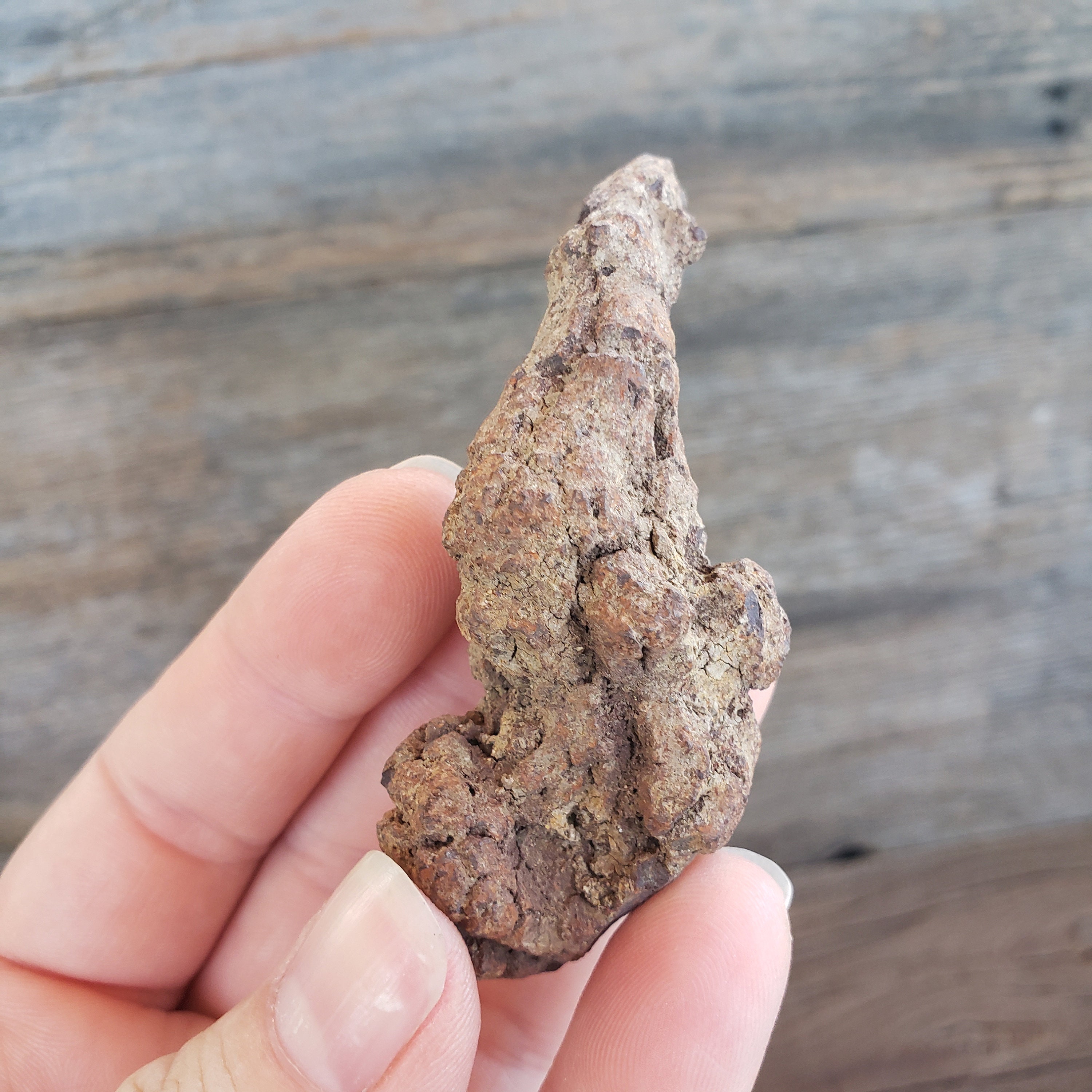 恐竜の糞の化石：59グラムの糞石化石古代恐竜の糞の化石モロッコ