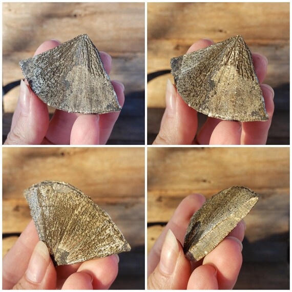 パイライトサン：希少な限定在庫 32グラム 部分的ラウンドフラット