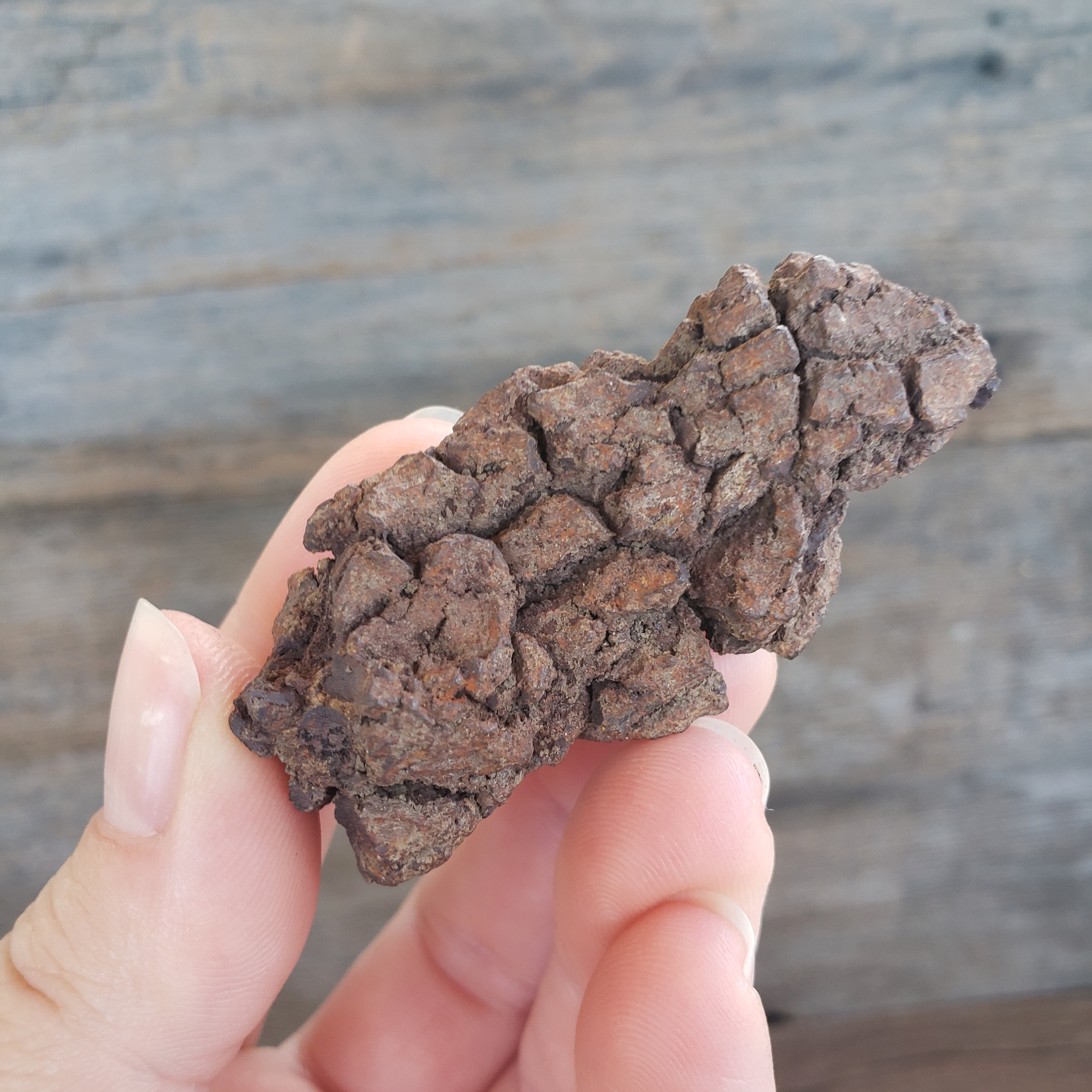 恐竜の糞の化石：50グラムの糞石化石古代恐竜の糞の化石モロッコ