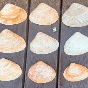 Puede incluir: Nueve conchas marinas en tonos beige, crema y blanco dispuestas sobre una superficie de madera marrón oscuro. Las conchas tienen una textura estriada y son de varios tamaños. También hay un solo dado presente.