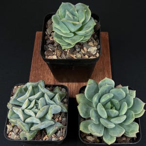 Live Succulent 3 Pack Bundle – Easy Care Indoor Plants, Perfect for Gifts, DIY Arrangements & Home Décor