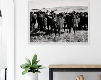 Black and White Black Angus Cattle Framed Poster