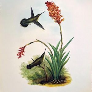 3. Amazilia Candida / Reprodução litográfica de 1963, da obra de Rafael Montes de Oca de 1874 a 1878. "Beija-flores e orquídeas do México"