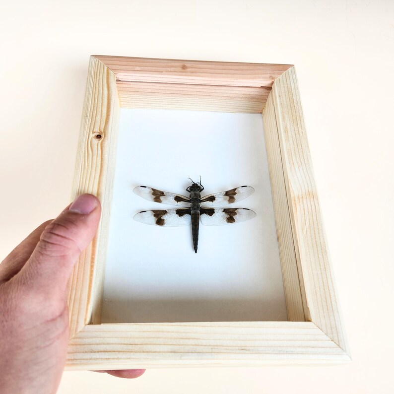 Dragonfly Insect Dark Aesthetic Handmade Birthday Gift Art Collection ...