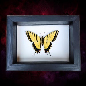 Real Two-Tailed Swallowtail Butterfly Nature Enthusiast Art Whimsigoth Collector Piece 3D Taxidermy Oddity Preservation Curiosity Wall Decor