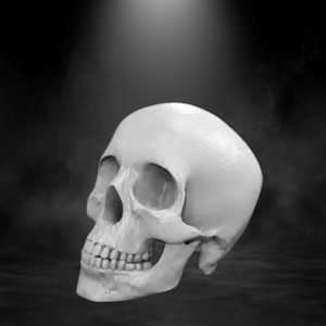 Human Skull STL File – Realistic 3D Printable Replica | Anatomical Model Prop