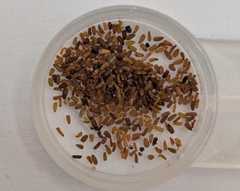 Curry Plant Immortelle Seeds for planting (Untreated, Organic, Fresh - Italian Strawflower Helichrysum Italicum)