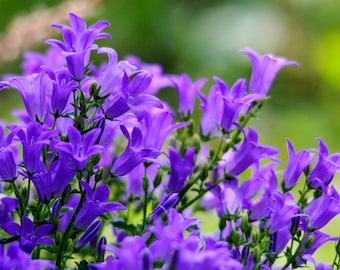 Purple Bellflower Bouquet - Botanical Art Print - Nature Photography- (Digital Download)