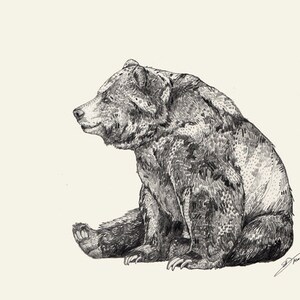 Niedźwiedź // Wydruk A5 5x8