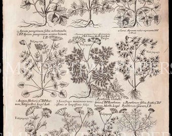 Antique Book Page / Plant Book / Antique Plants / Plant Book Page Sheet / Digital Instant Download / Antique Print / Old Book Page