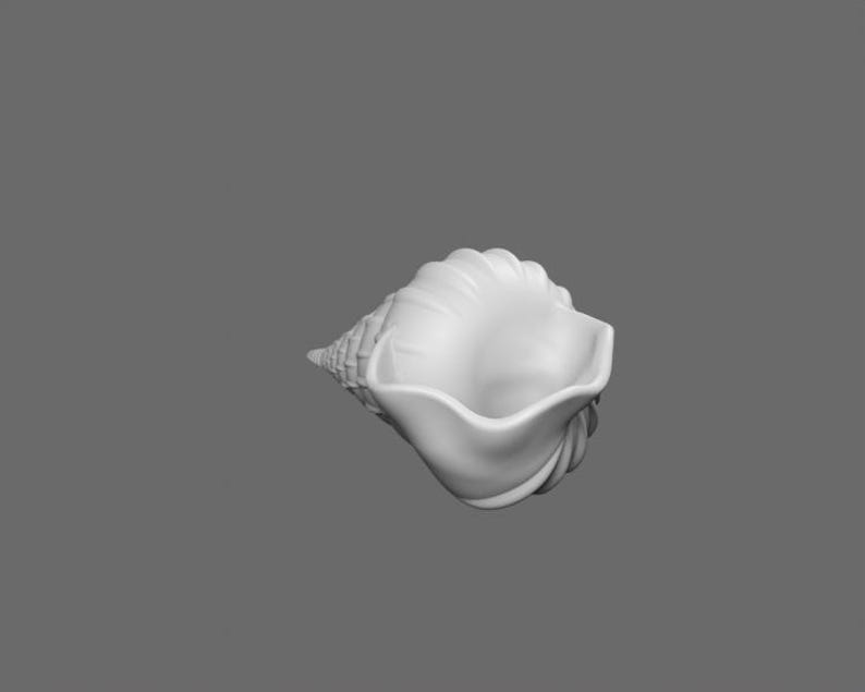 Shell STL File – Realistic Sea Shell 3D Printable Model - Etsy