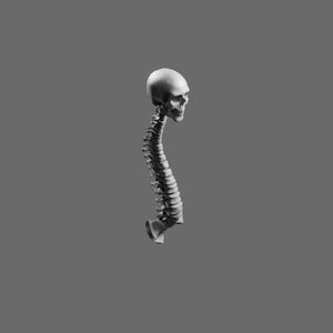 Stylized Human Spine & Skull STL File – Anatomical Art 3D Printable Model