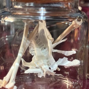 Könnte beinhalten: Ein klares Glas mit einem Korkdeckel, das mehrere kleine, weiße Tierknochen enthält. Die Knochen sind im Glas angeordnet, das auf einer roten Oberfläche steht. Das Glas ist scharf, der Hintergrund leicht verschwommen.