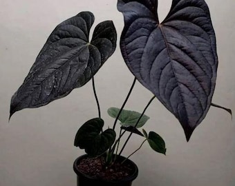 Seed Grown Anthurium Black Sweet X Fort Sherman Starter Plant (ALL