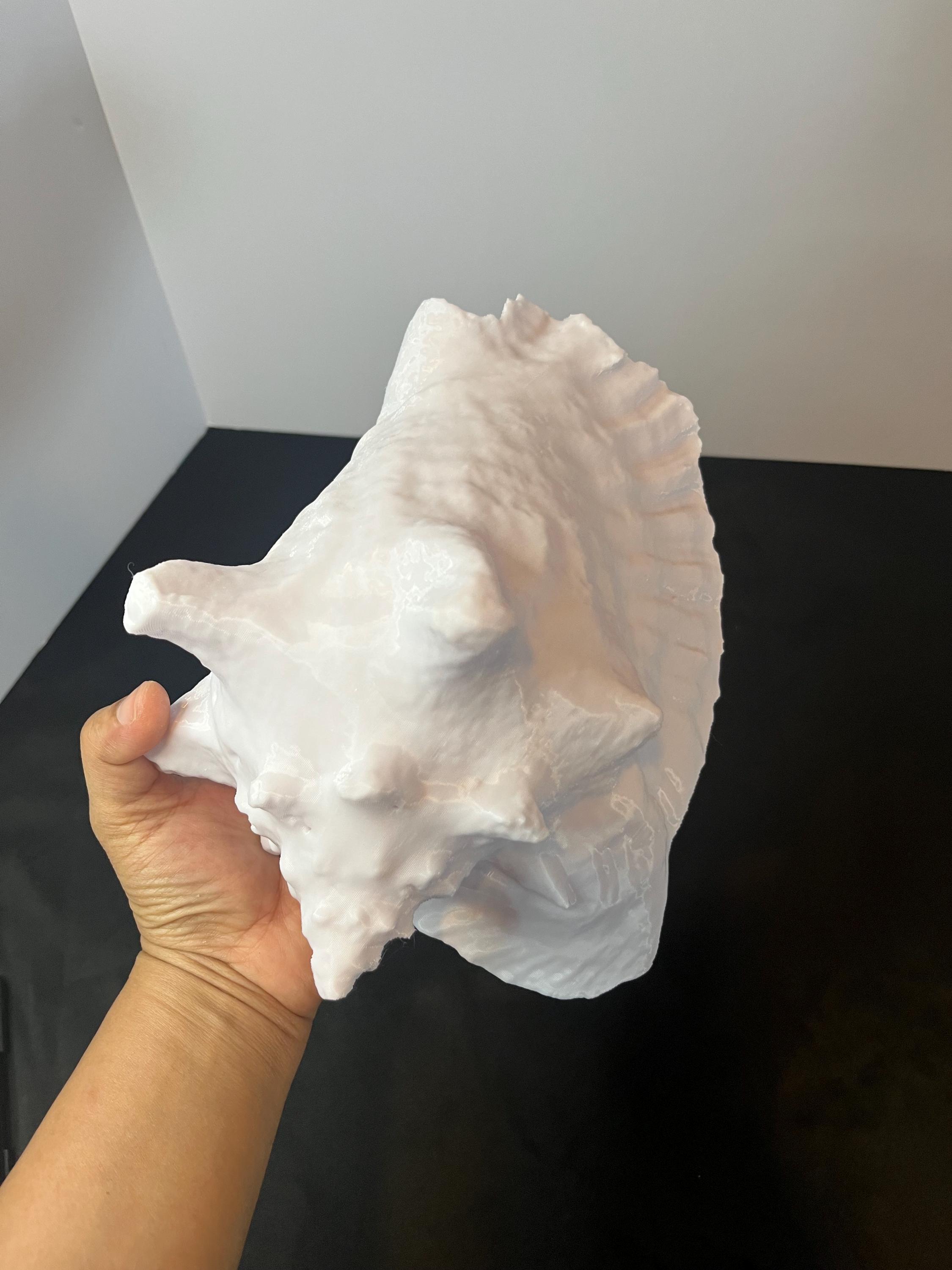 Large White Conch Shell Decor - Coastal Beach Style Home Decoration ...