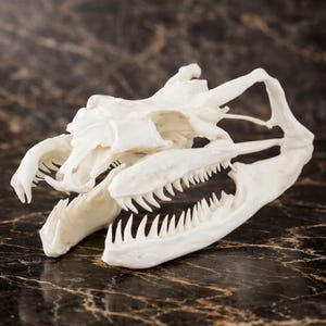 May include: An off-white, detailed snake skull specimen featuring a prominent upper cranium and a lower jawbone with numerous sharp, pointed teeth. The skeletal structure displays complex bone formations and hollow eye sockets in a realistic display.
