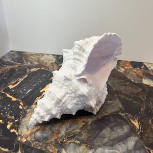 May include: A large, white conch shell with a textured surface. The shell has a spiral shape and a wide opening, showcasing its interior. The shell is a natural, decorative item.